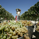 A worker picks grapes at a vineyard in Jerez to make sherry. (Photo: Jose Luis Roca/AFP/Getty Images)